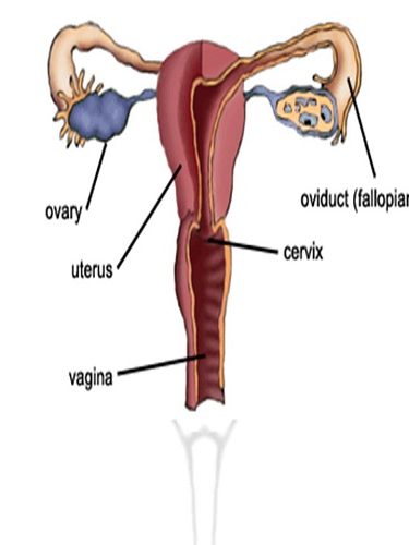 Erkek İnfertilitesi Erkek İnfertilitesi