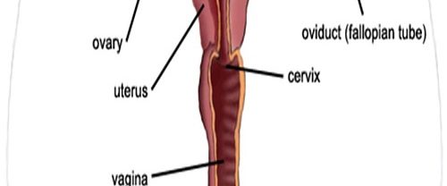 Erkek İnfertilitesi
