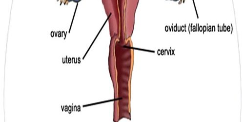 Erkek İnfertilitesi Erkek İnfertilitesi