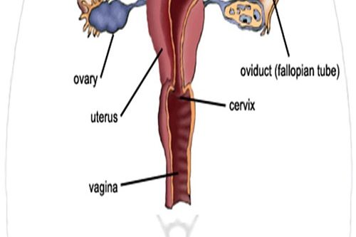 Erkek İnfertilitesi