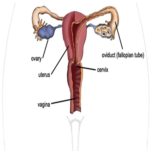 Erkek İnfertilitesi