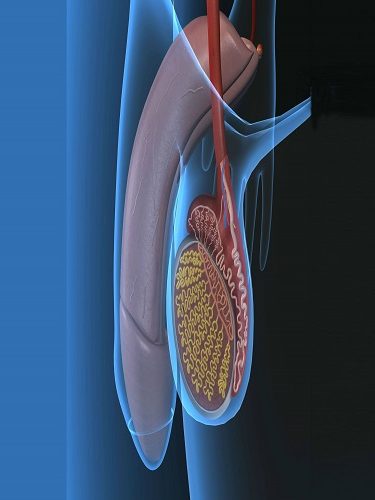 Penis Eğriliği Düzeltme Ameliyatı Penis Eğriliği Düzeltme Ameliyatı