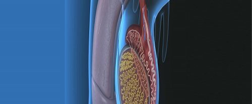 Penis Eğriliği Düzeltme Ameliyatı